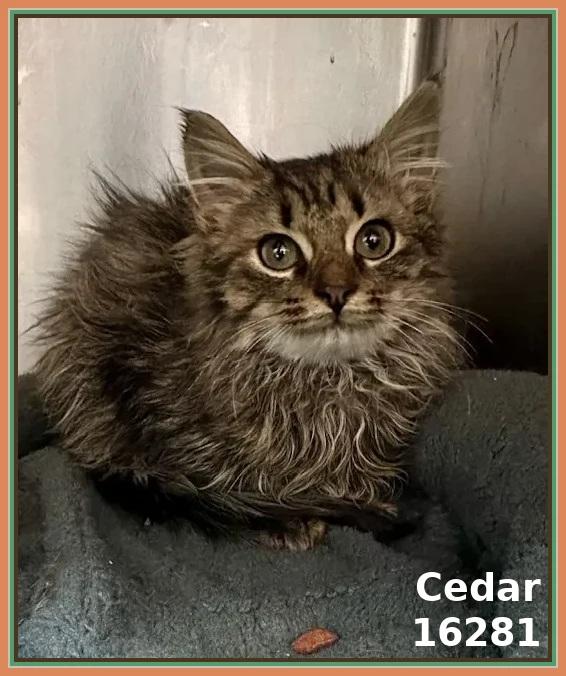 CEDAR, adopted, Kitten Male Domestic Short Hair & Tabby.