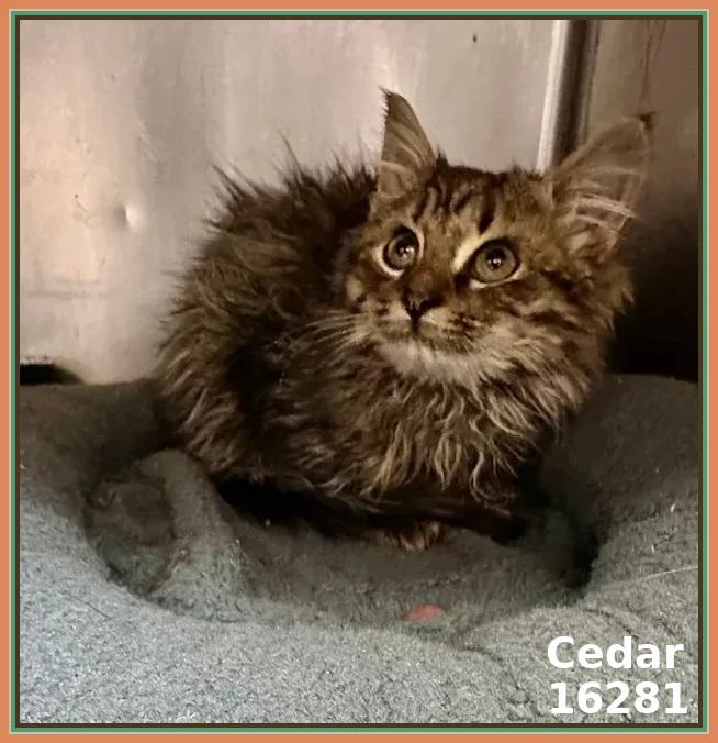 Enlarge CEDAR, an adopted mixed breed in Marietta, GA image 6/6