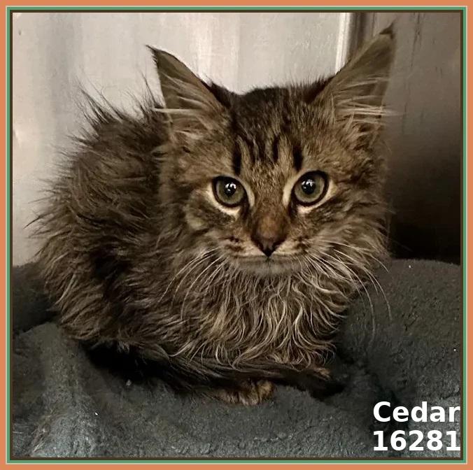 Enlarge CEDAR, an adopted mixed breed in Marietta, GA image 2/6