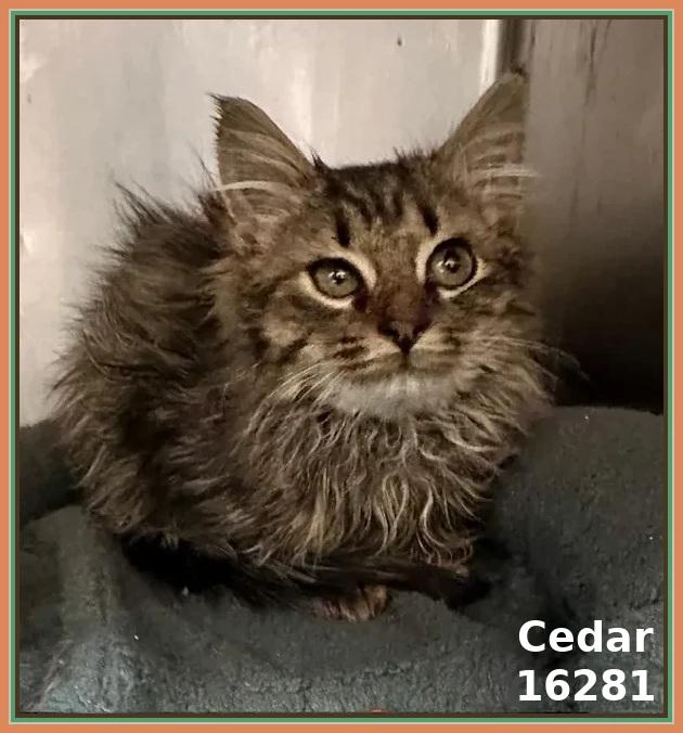 Enlarge CEDAR, an adopted mixed breed in Marietta, GA image 3/6