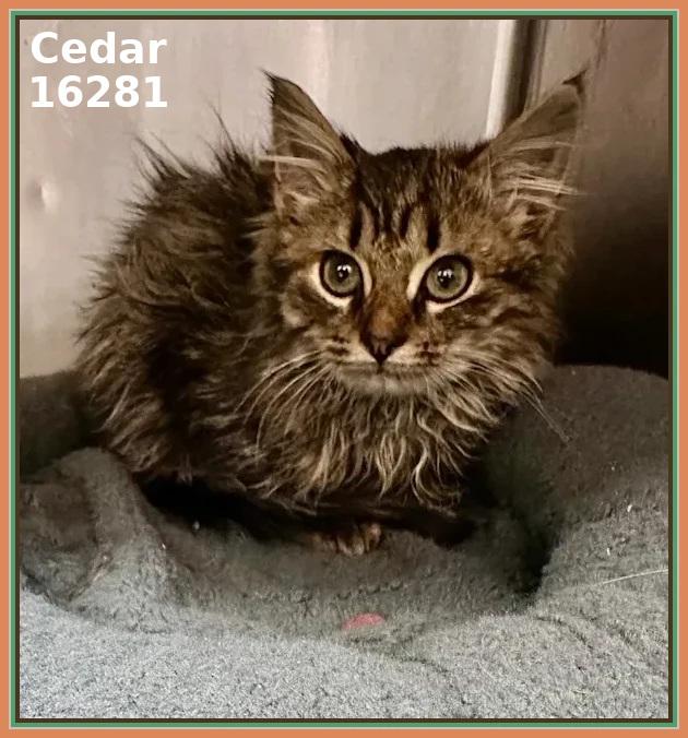 Enlarge CEDAR, an adopted mixed breed in Marietta, GA image 4/6