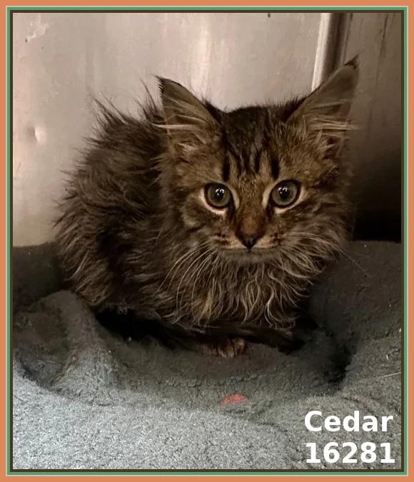 Enlarge CEDAR, an adopted mixed breed in Marietta, GA image 5/6