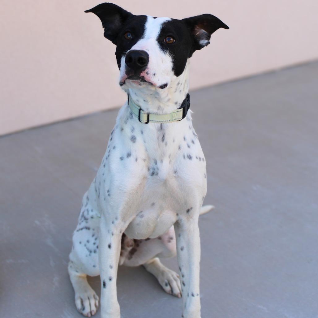 Enlarge Pikachu, a Adoptable Mixed Breed in Las Cruces, NM image 1/5