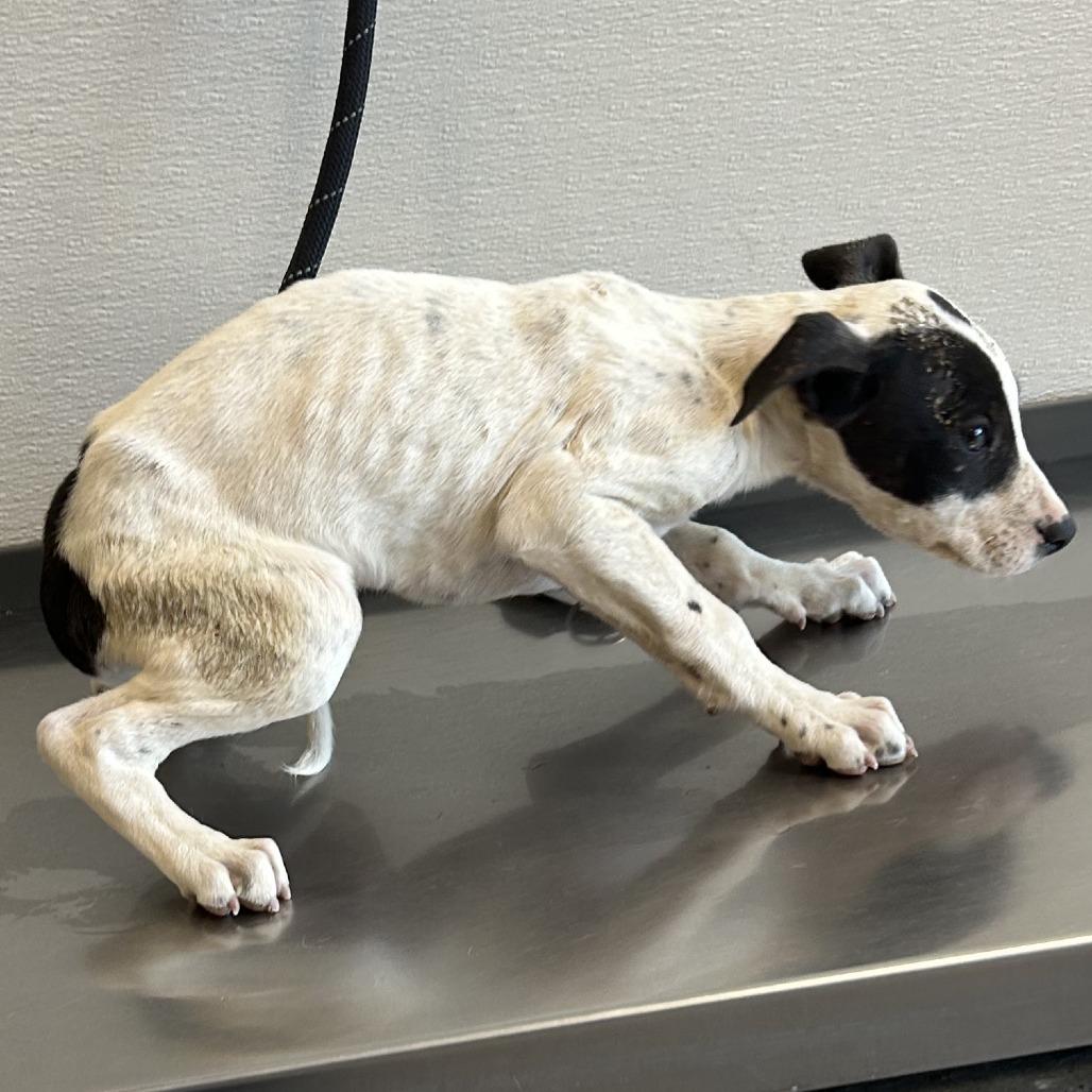 Enlarge Pikachu, a Adoptable Mixed Breed in Las Cruces, NM image 2/5