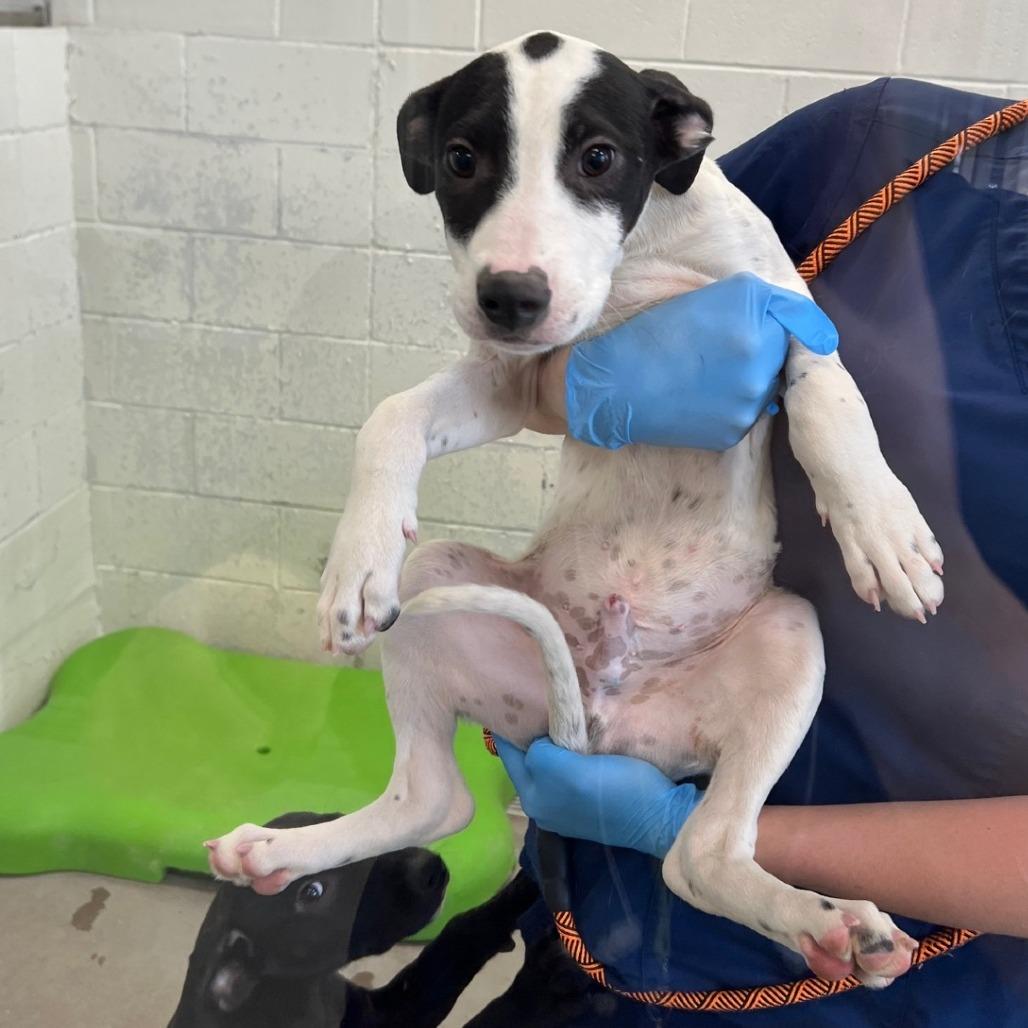 Enlarge Pikachu, a Adoptable Mixed Breed in Las Cruces, NM image 3/5