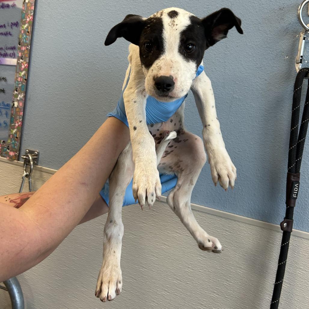 Enlarge Pikachu, a Adoptable Mixed Breed in Las Cruces, NM image 4/5