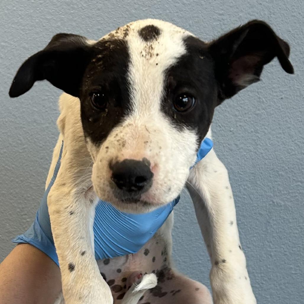 Enlarge Pikachu, a Adoptable Mixed Breed in Las Cruces, NM image 5/5
