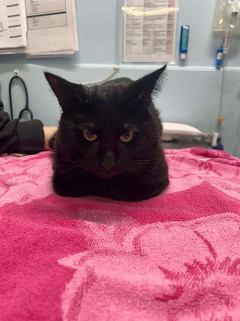 Enlarge HERMEY, a Adoptable Domestic Short Hair in London, ON image 1/1