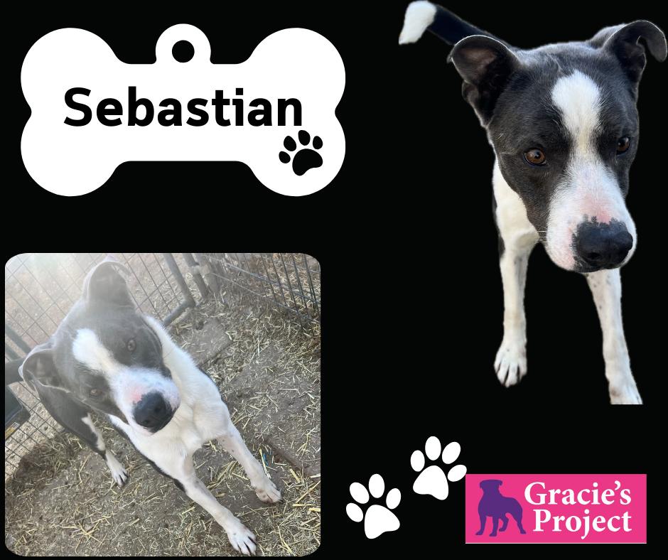 Sebastian
