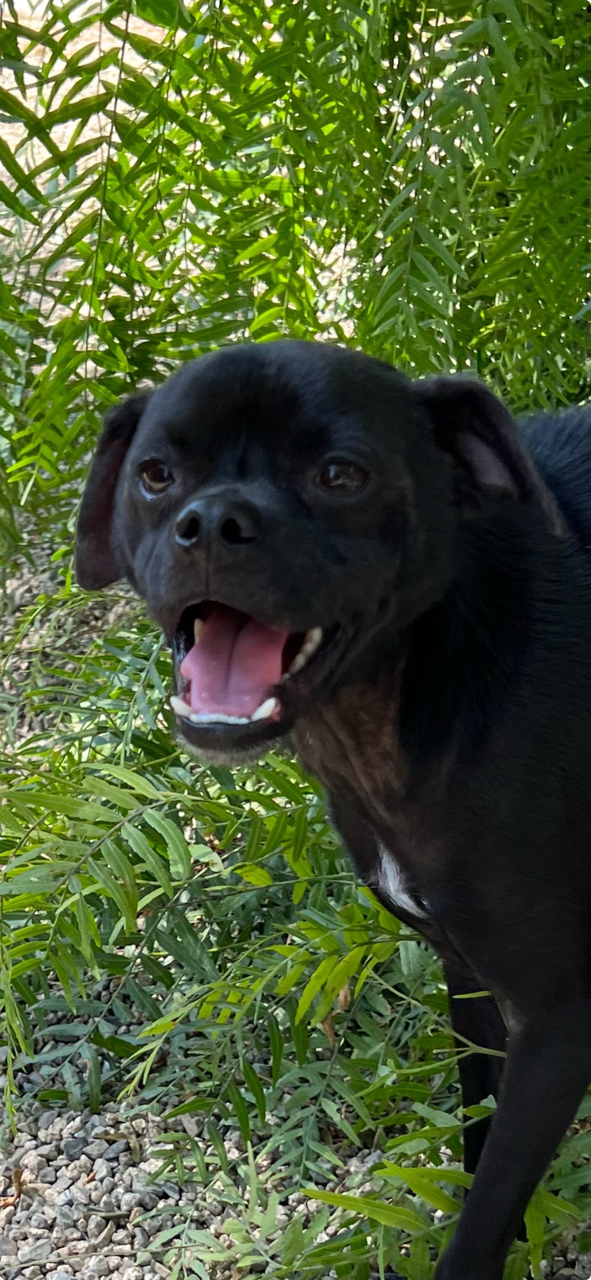 Enlarge Jordan, a Adoptable mixed breed in Laguna Beach, CA image 1/2