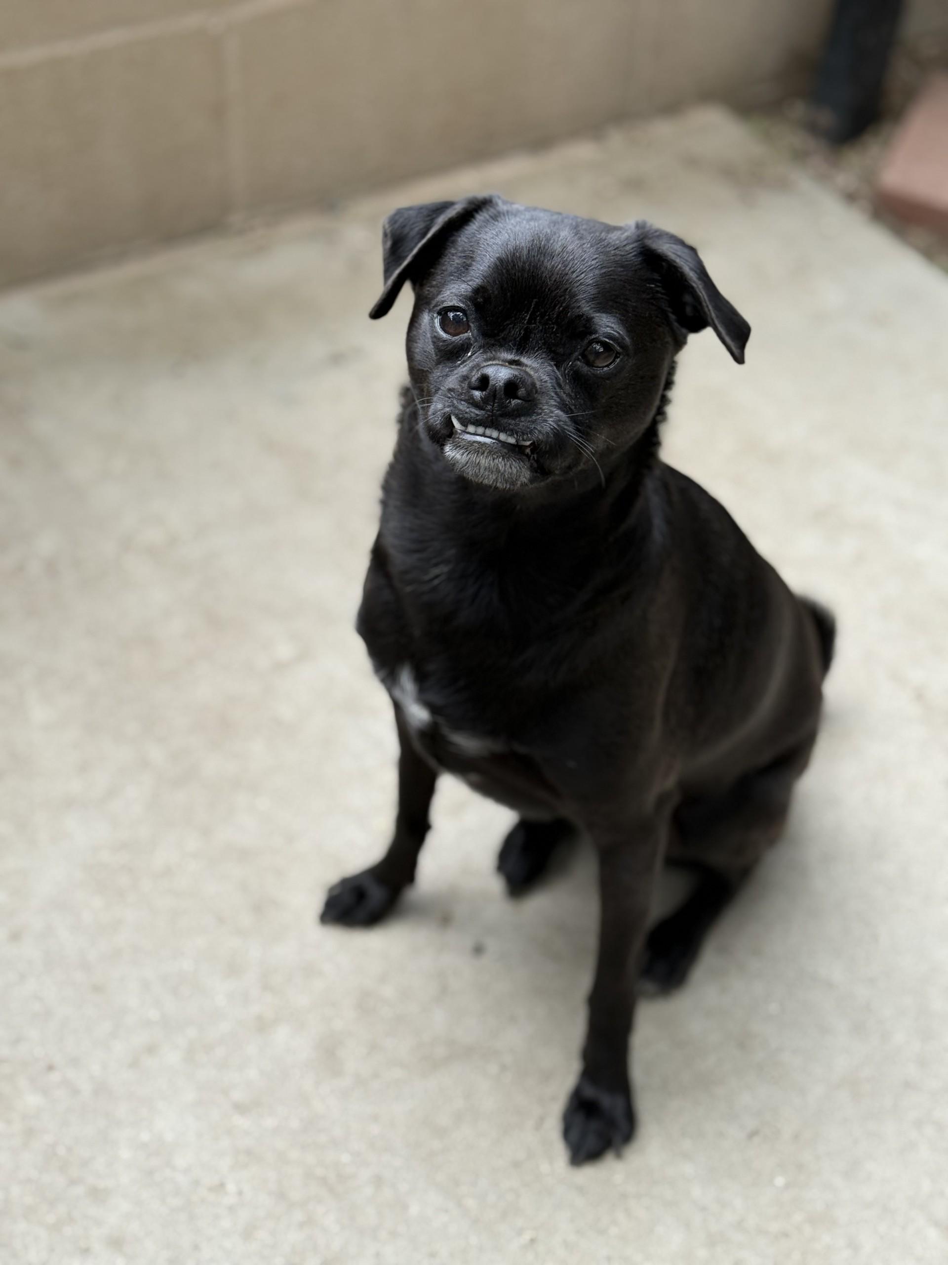 Jordan, Adoptable, Young Male Pug.