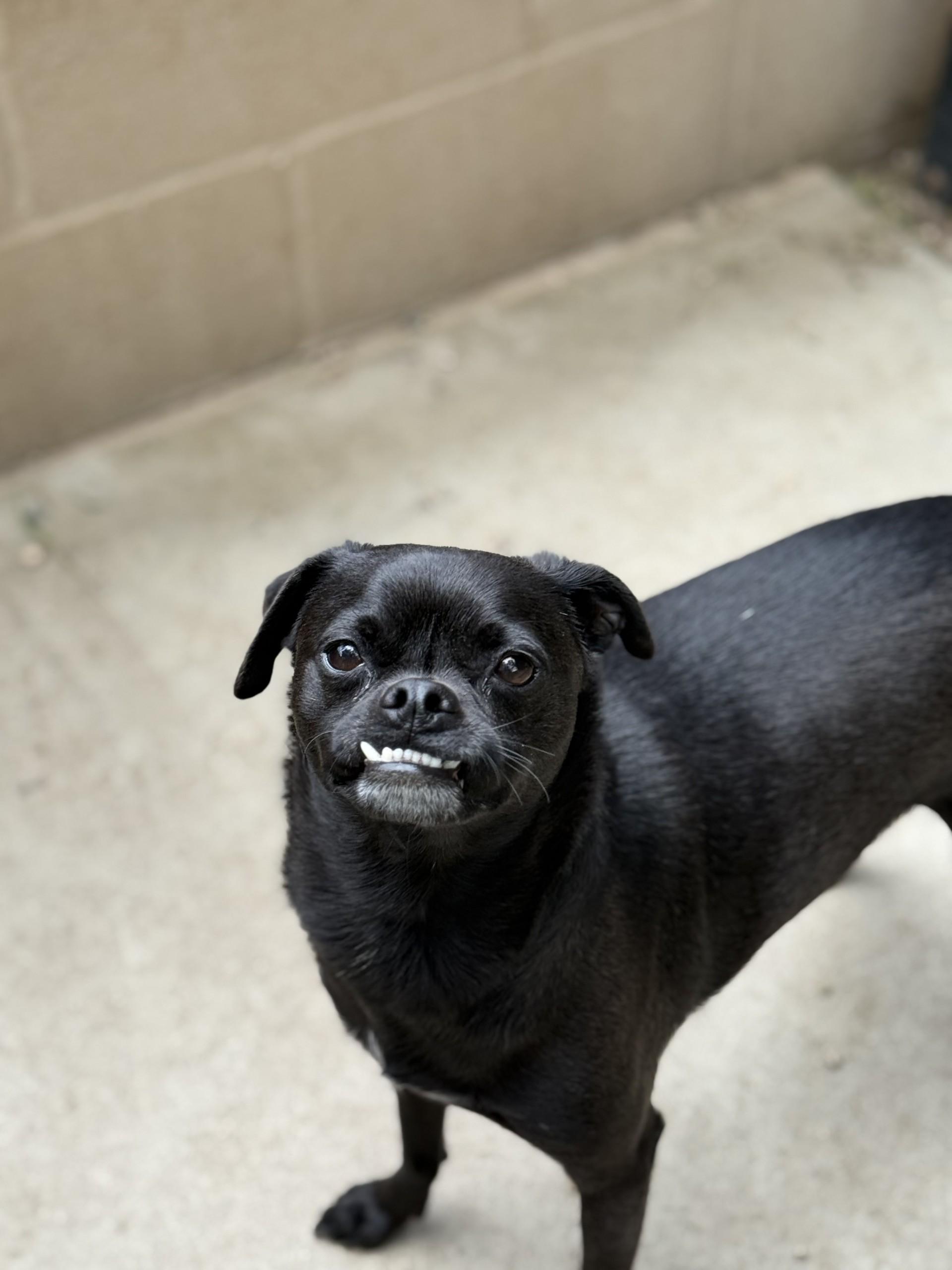 Enlarge Jordan, a Adoptable mixed breed in Laguna Beach, CA image 2/2