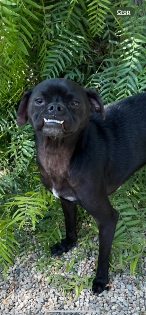 Enlarge Jordan, a Adoptable mixed breed in Laguna Beach, CA image 2/2