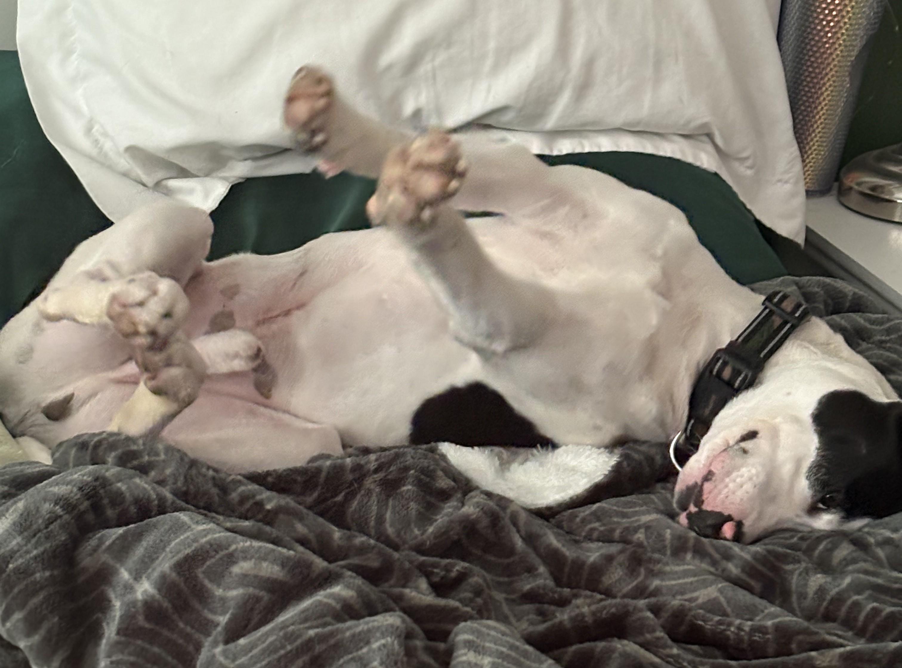 Enlarge Zeke (30 lbs), a ADOPTABLE mixed breed in Mississauga, ON image 2/6