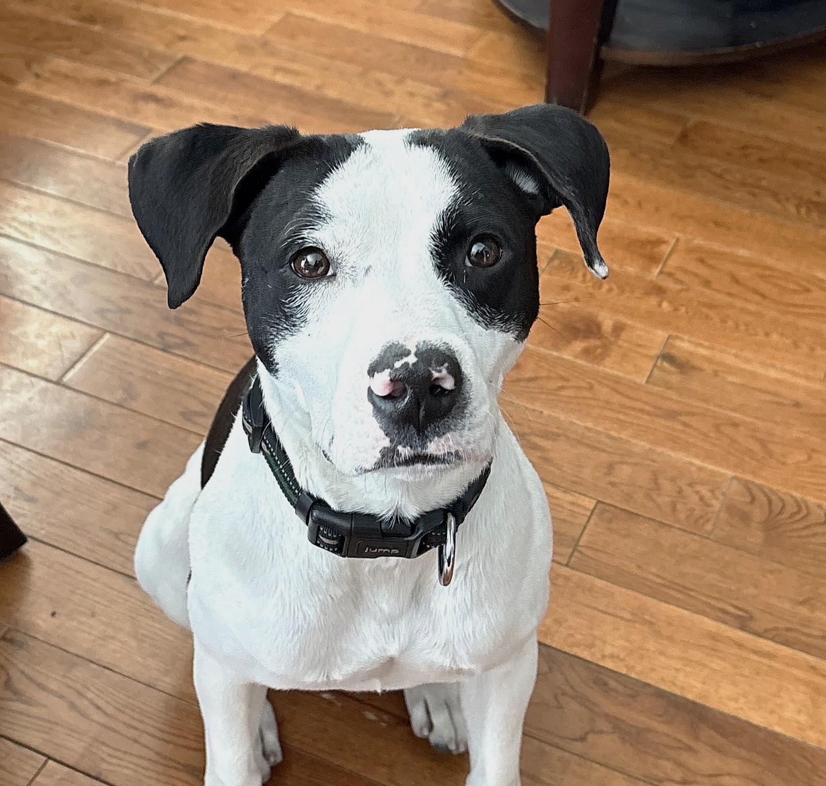 Zeke (30 lbs), ADOPTABLE, Young Male Terrier.