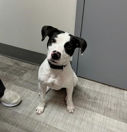 Enlarge Zeke (30 lbs), a ADOPTABLE mixed breed in Mississauga, ON image 6/6