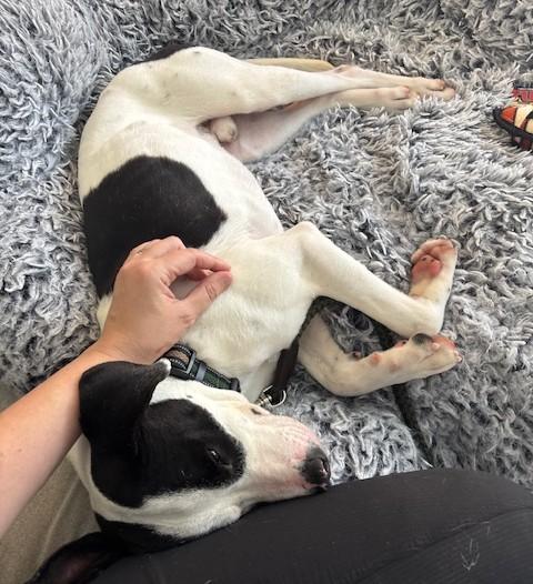 Enlarge Zeke (30 lbs), a ADOPTABLE mixed breed in Mississauga, ON image 4/6