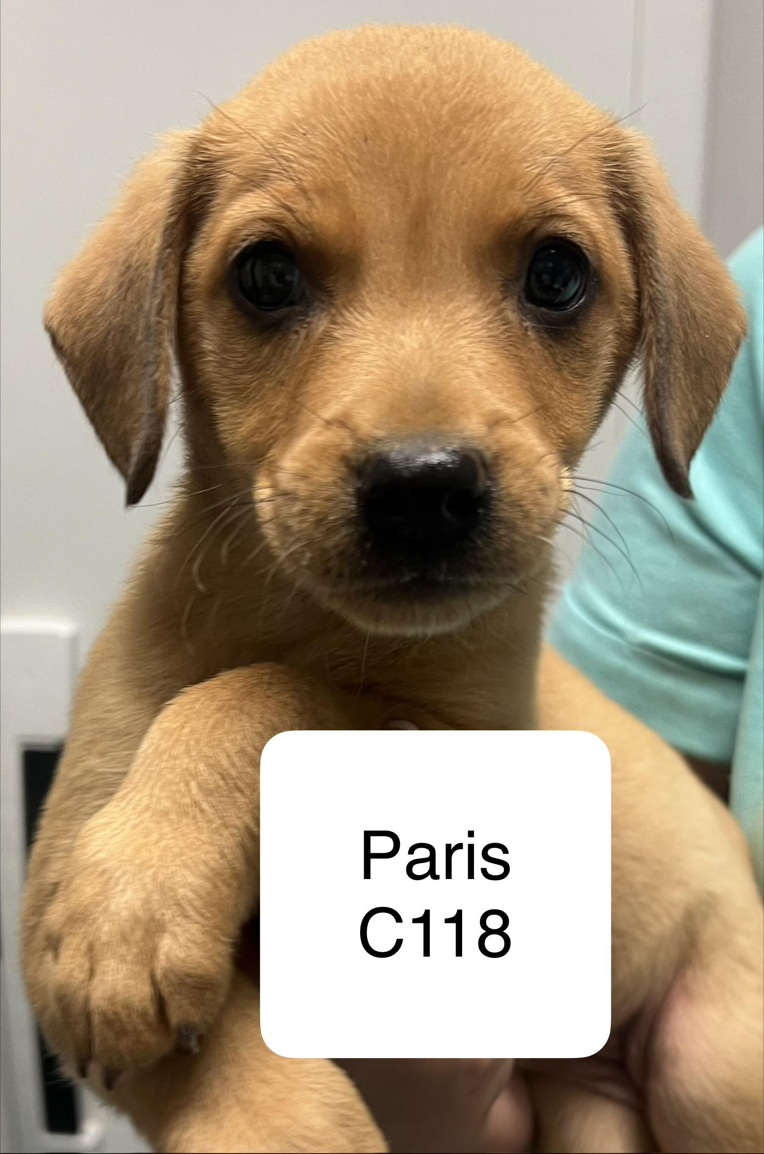 Enlarge Paris C118, a Adoptable Terrier in Morganton, NC image 1/1