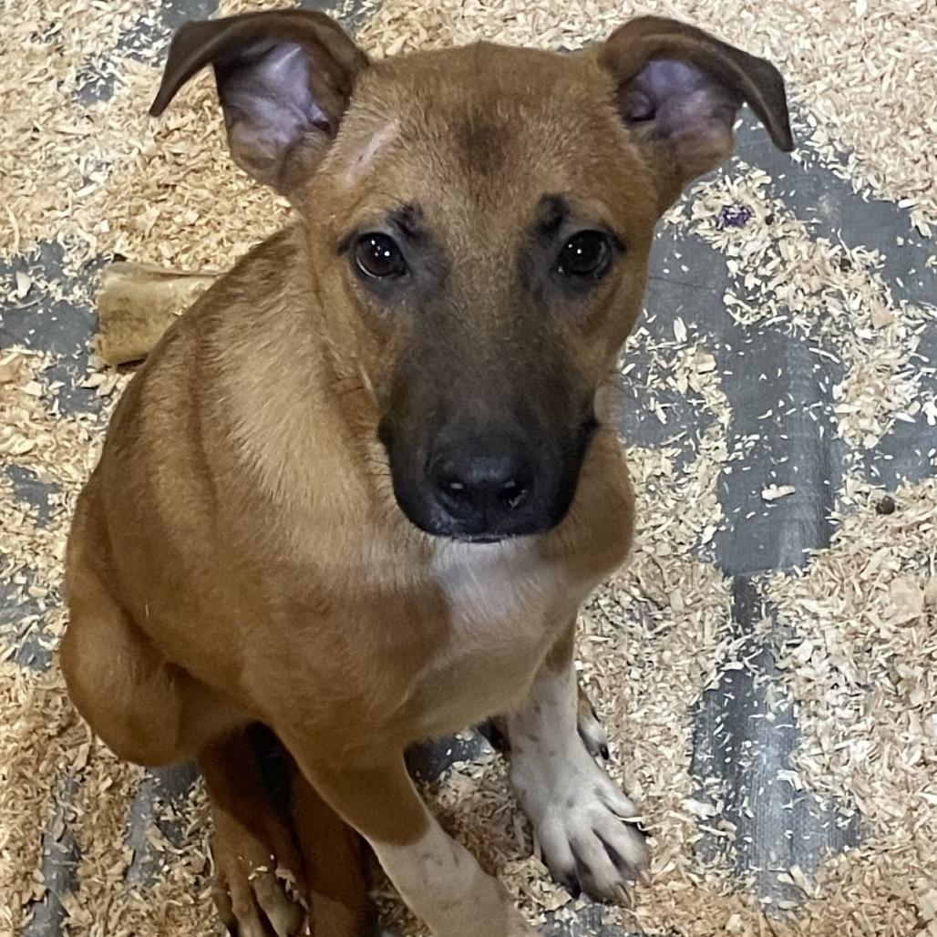 Enlarge Zeus, a Adoptable mixed breed in Tacoma, WA image 1/6