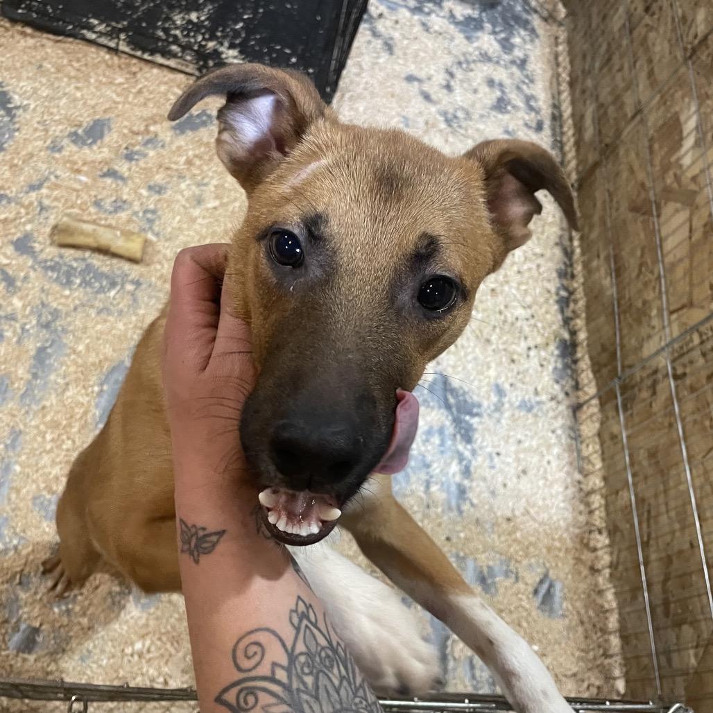 Enlarge Zeus, a Adoptable mixed breed in Tacoma, WA image 2/6