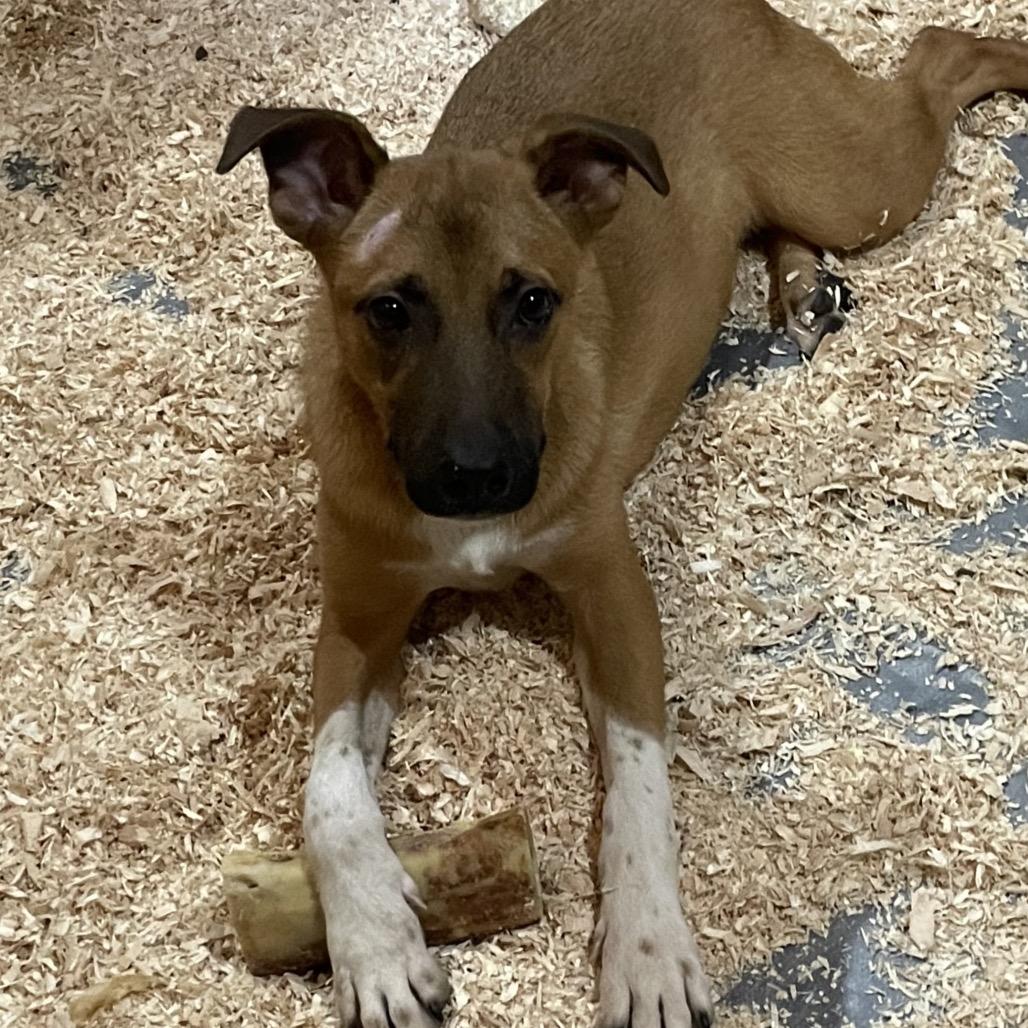 Enlarge Zeus, a Adoptable mixed breed in Tacoma, WA image 3/6