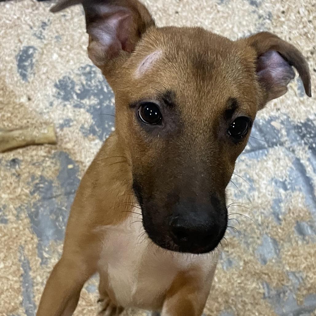 Enlarge Zeus, a Adoptable mixed breed in Tacoma, WA image 4/6