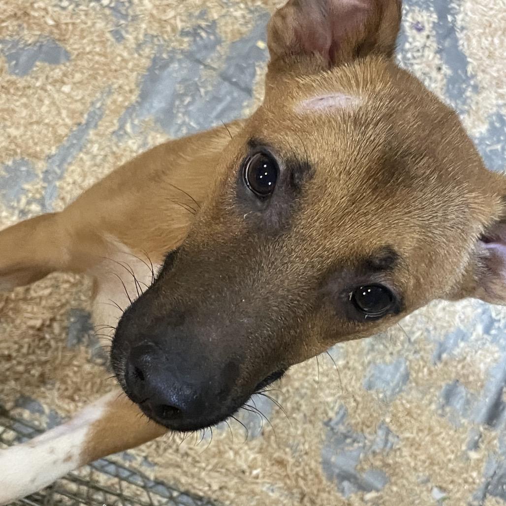 Enlarge Zeus, a Adoptable mixed breed in Tacoma, WA image 5/6