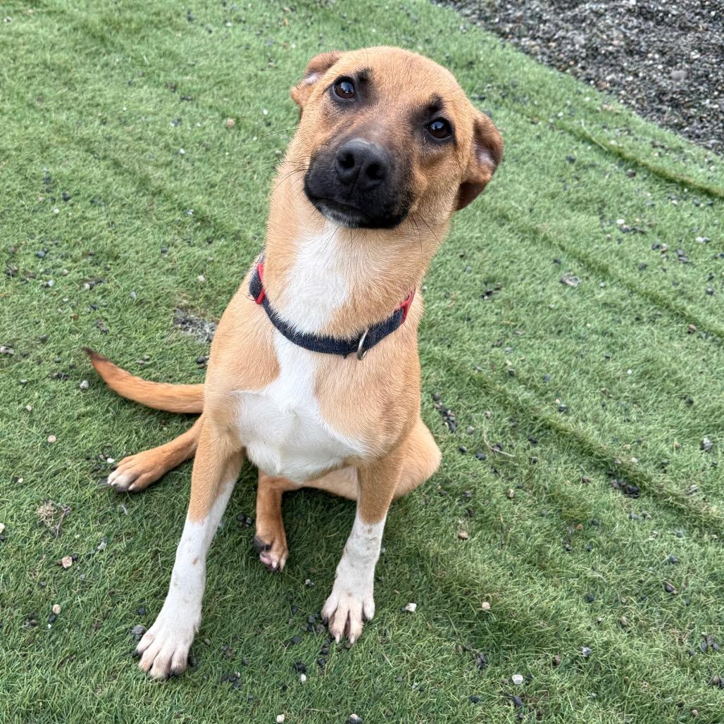 Enlarge Zeus, a Adoptable mixed breed in Tacoma, WA image 6/6