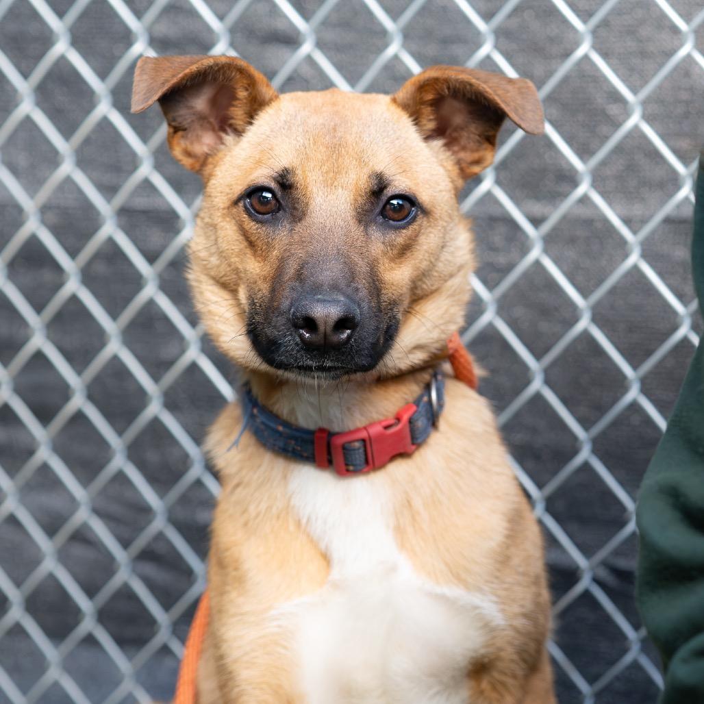 Zeus, a Adoptable mixed breed in Tacoma, WA image 6/6