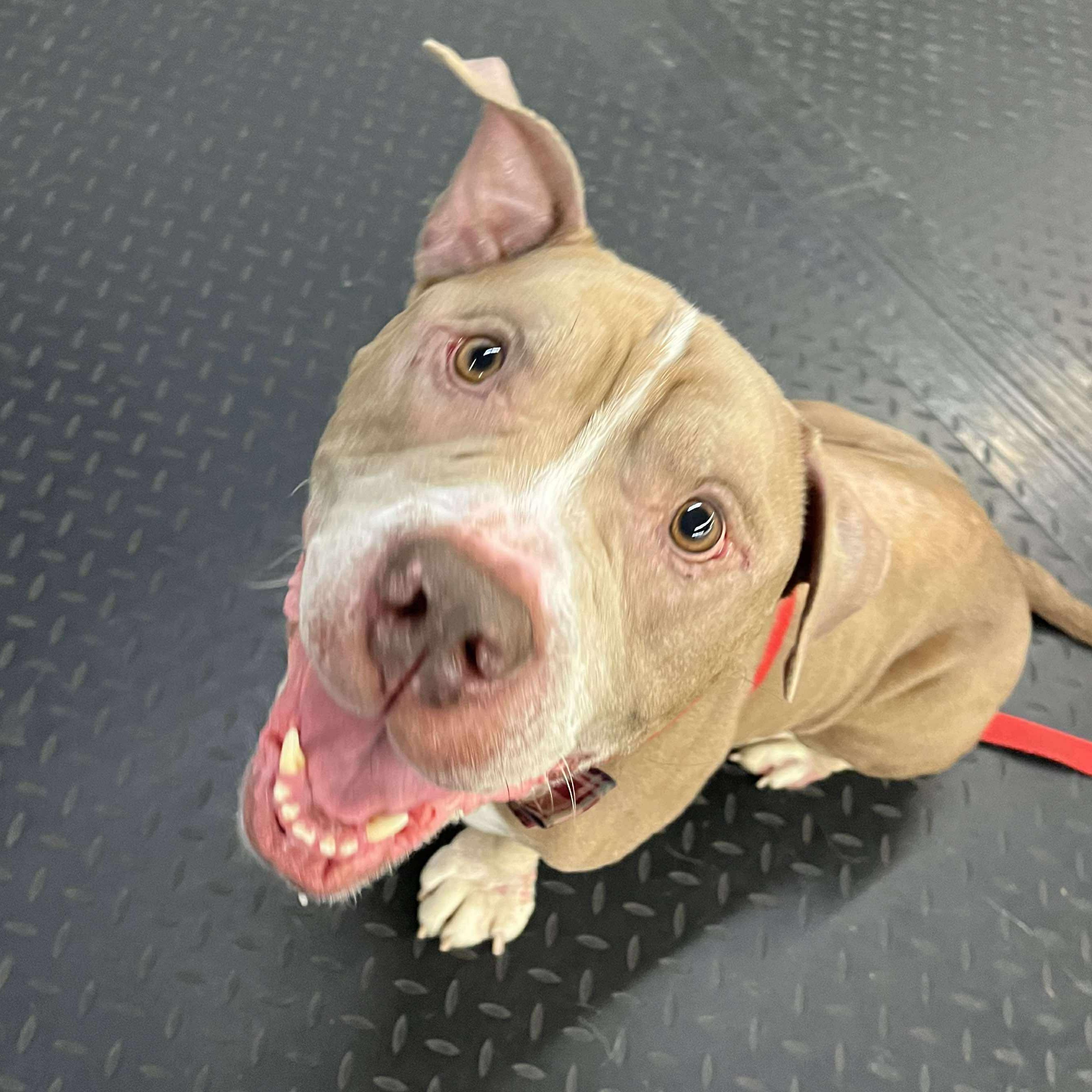 Squatty~ $0 sponsored adoption fee!