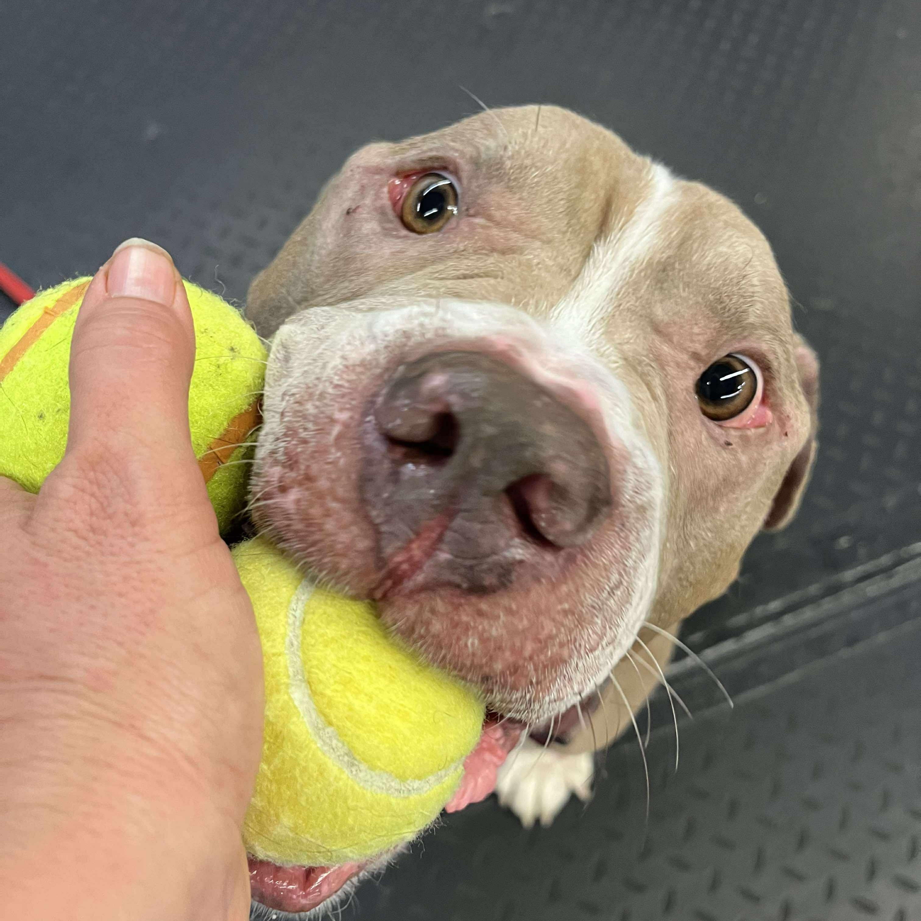 Squatty~ $0 sponsored adoption fee!