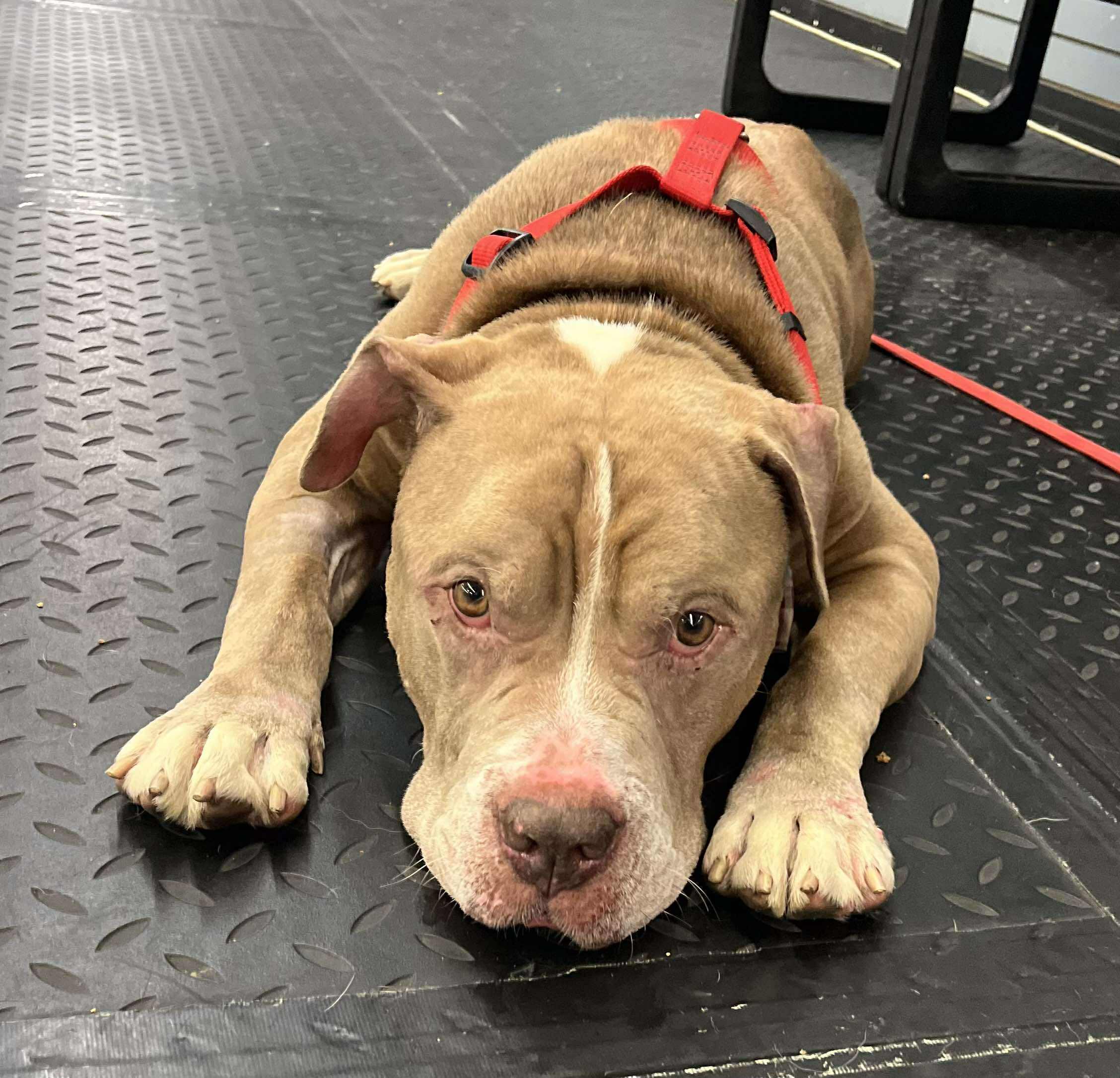 Squatty~ $0 sponsored adoption fee!