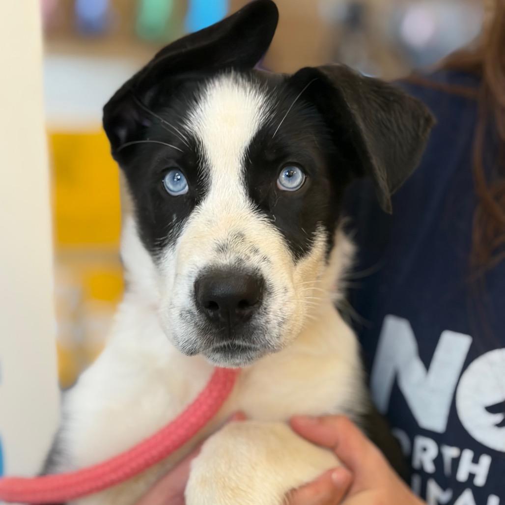 Ellabelle, Adoptable, Puppy Female Mixed Breed.