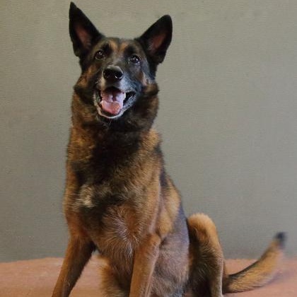 Ikora, Adoptable, Adult Female Shepherd.