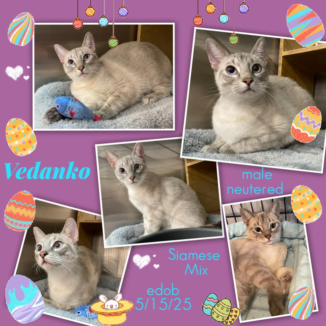 Vedanko WA13946-T, adopted, Young Male Siamese.