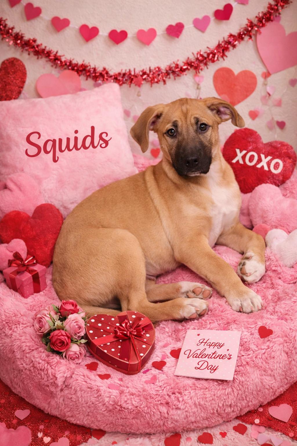 Squids, ADOPTABLE, Puppy Male Boxer & Australian Cattle Dog / Blue Heeler.