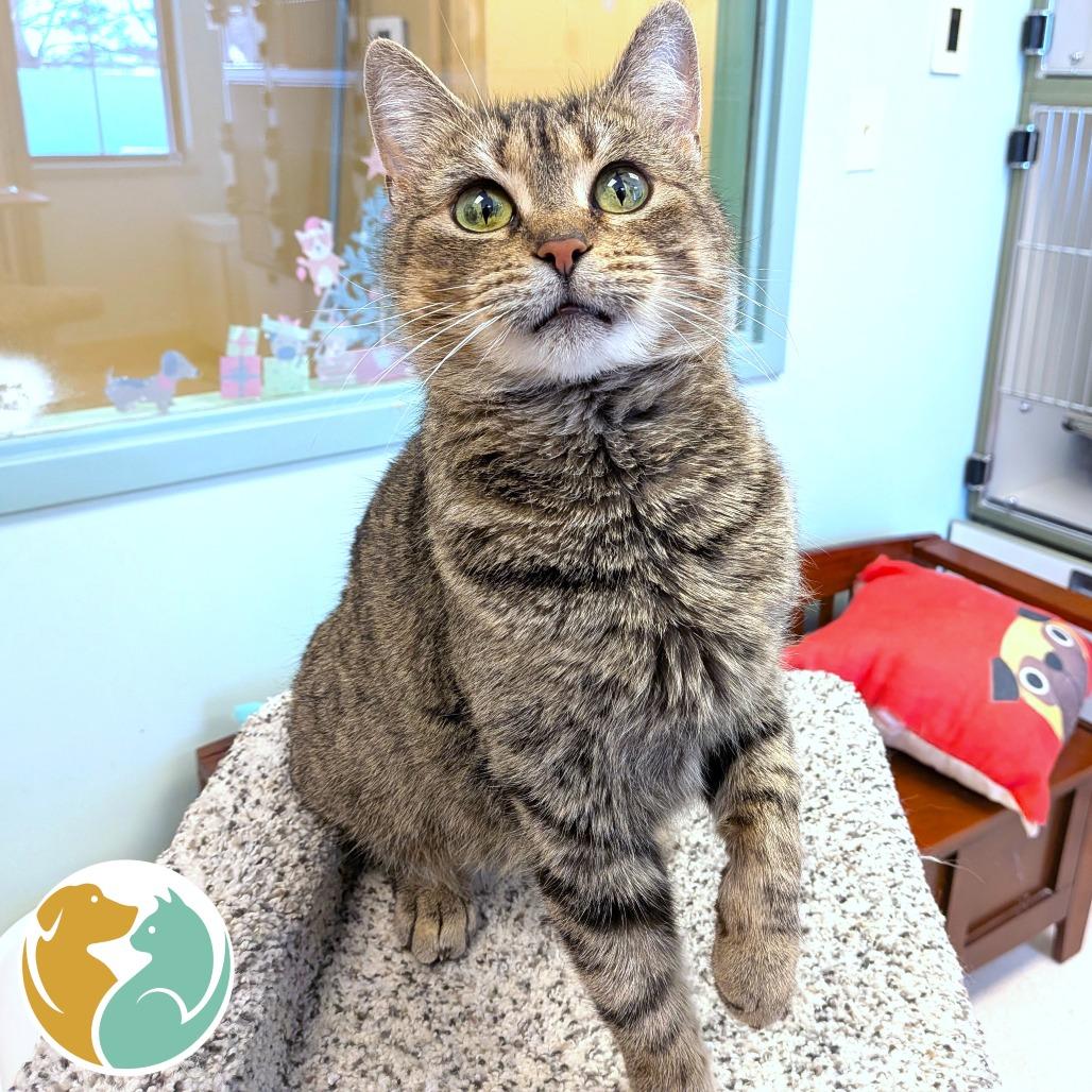 Enlarge Sunny, a Adoptable Domestic Short Hair in Toledo, OH image 1/2