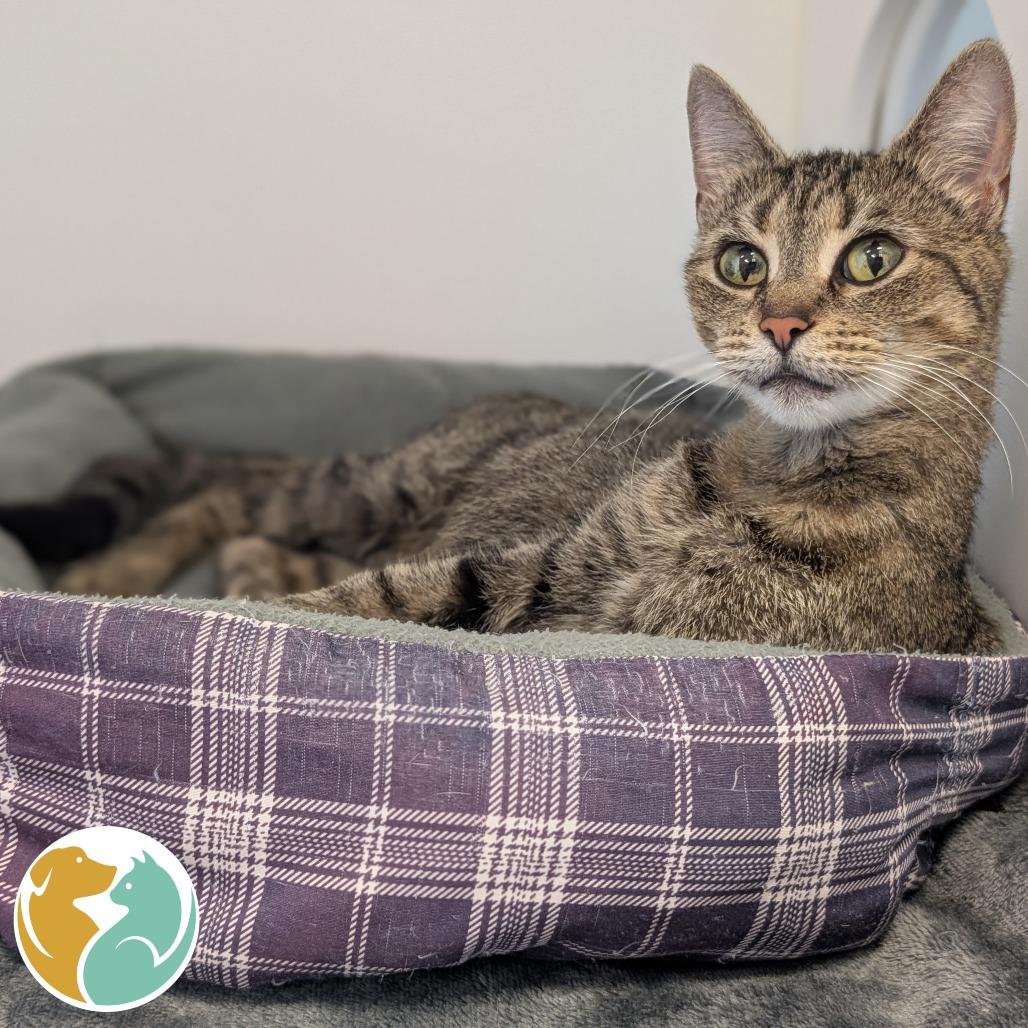 Enlarge Sunny, a Adoptable Domestic Short Hair in Toledo, OH image 2/2