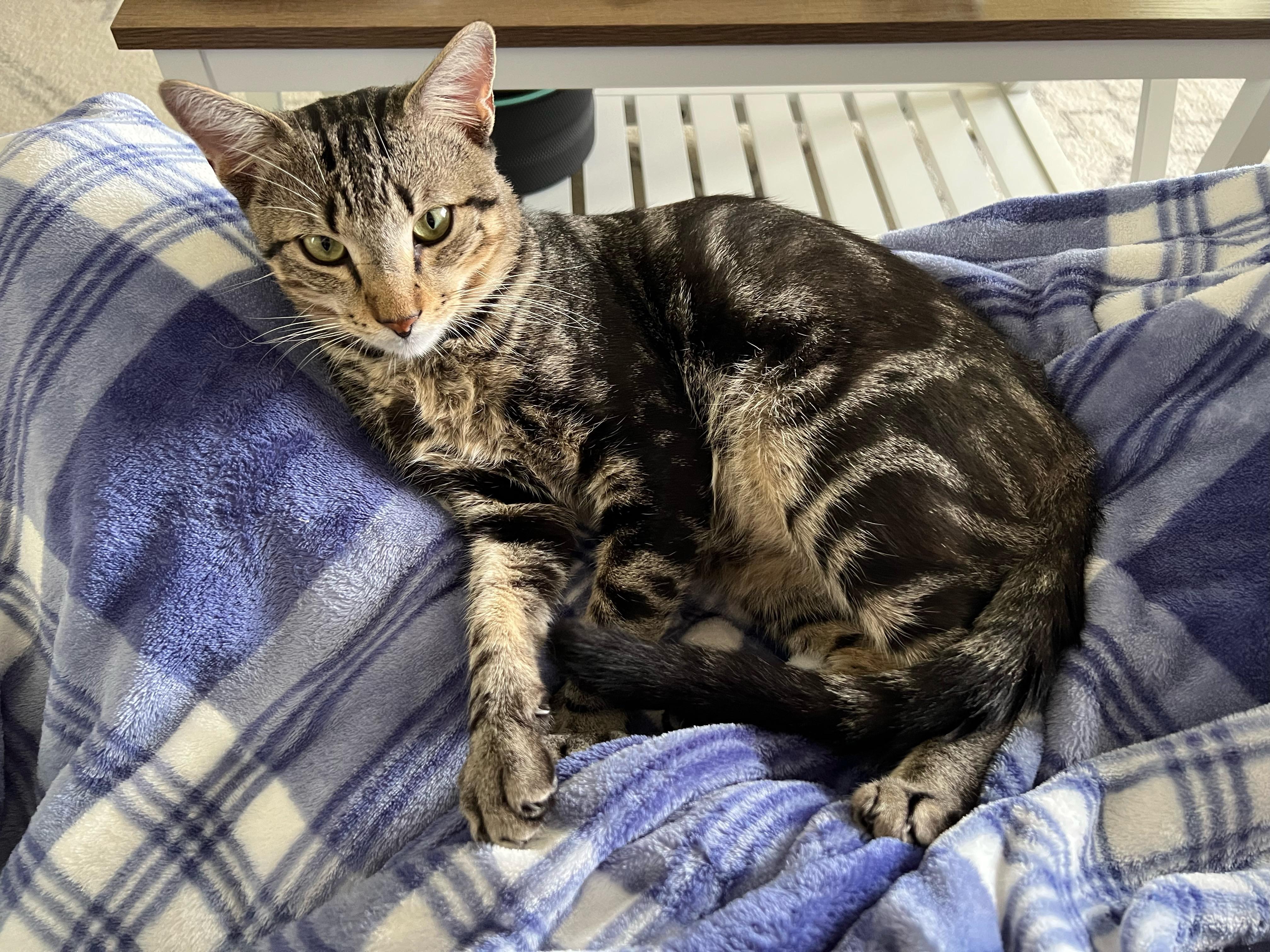 Noodle, a Adoptable mixed breed in Cantonment, FL image 3/3