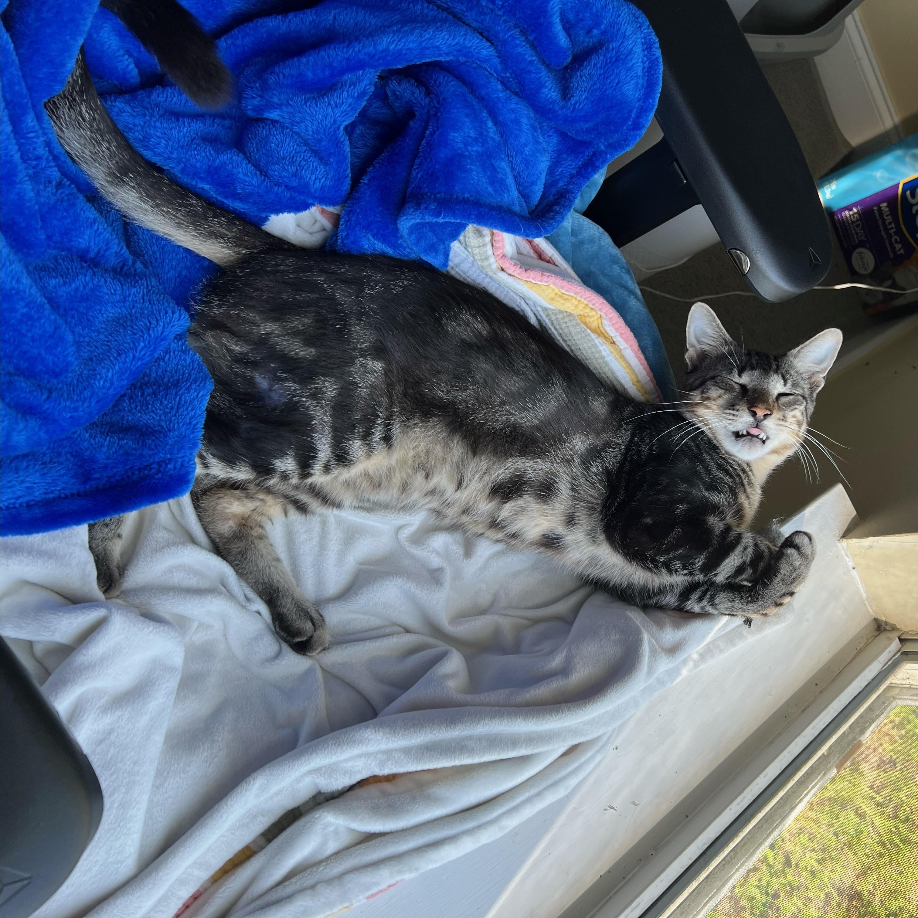 Noodle, a Adoptable mixed breed in Cantonment, FL image 2/3