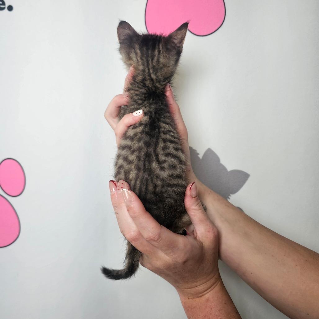 Daisy, Adoptable, Kitten Female American Shorthair & Domestic Short Hair.