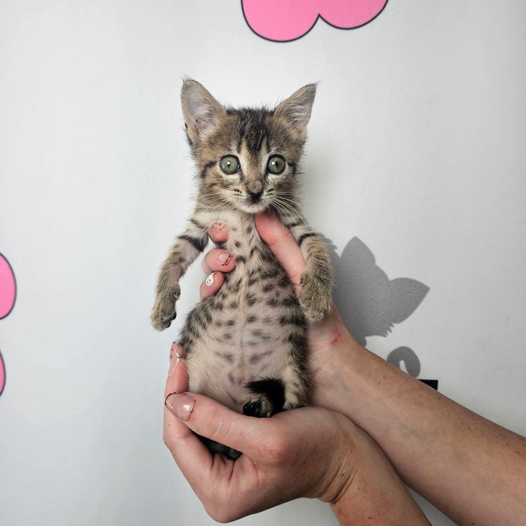 Enlarge Daisy, a Adoptable mixed breed in Milton, FL image 2/4