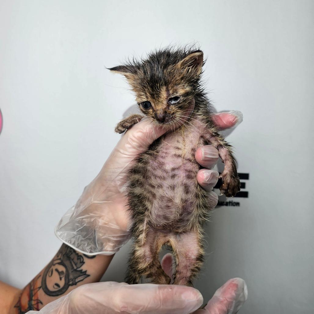 Daisy, Adoptable, Kitten Female American Shorthair & Domestic Short Hair.