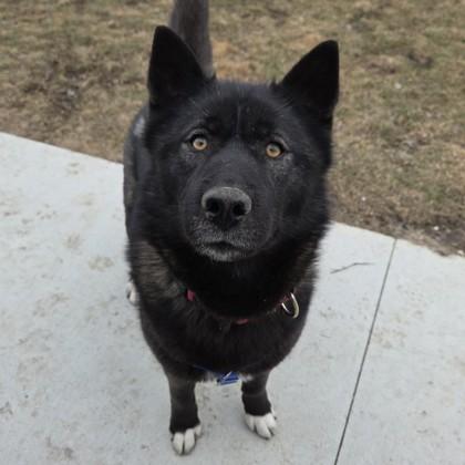 Enlarge Shelby, a Adoptable mixed breed in Wheaton, IL image 1/3