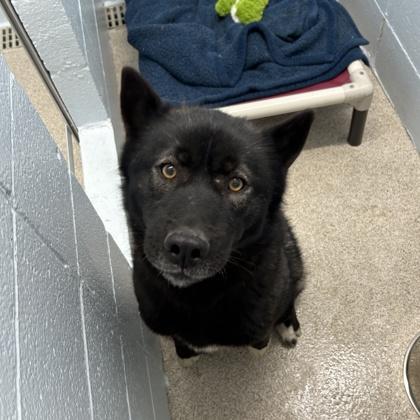 Enlarge Shelby, a Adoptable mixed breed in Wheaton, IL image 3/3