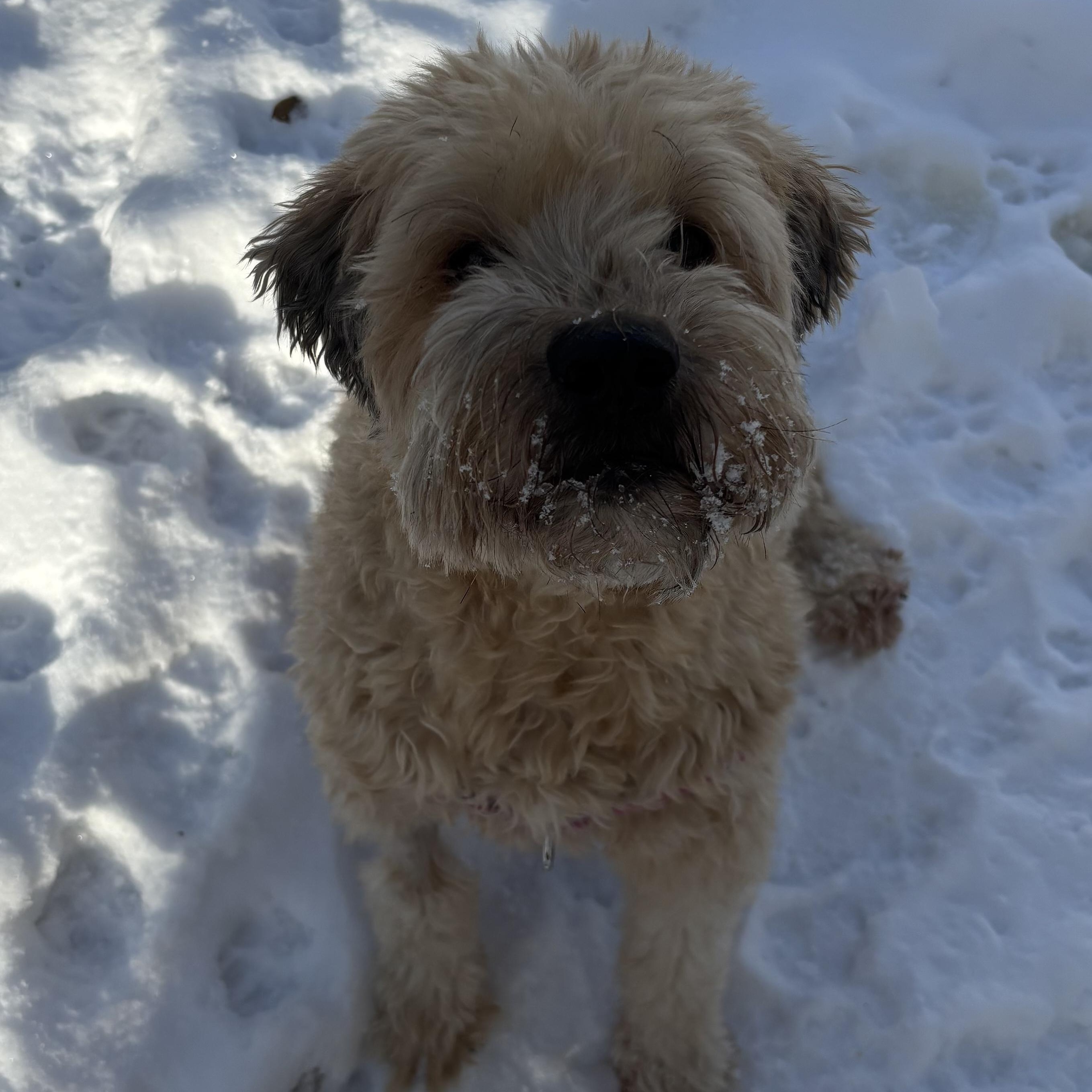 Enlarge Willow, a Adoptable Wheaten Terrier in Rochester Hills, MI image 2/3