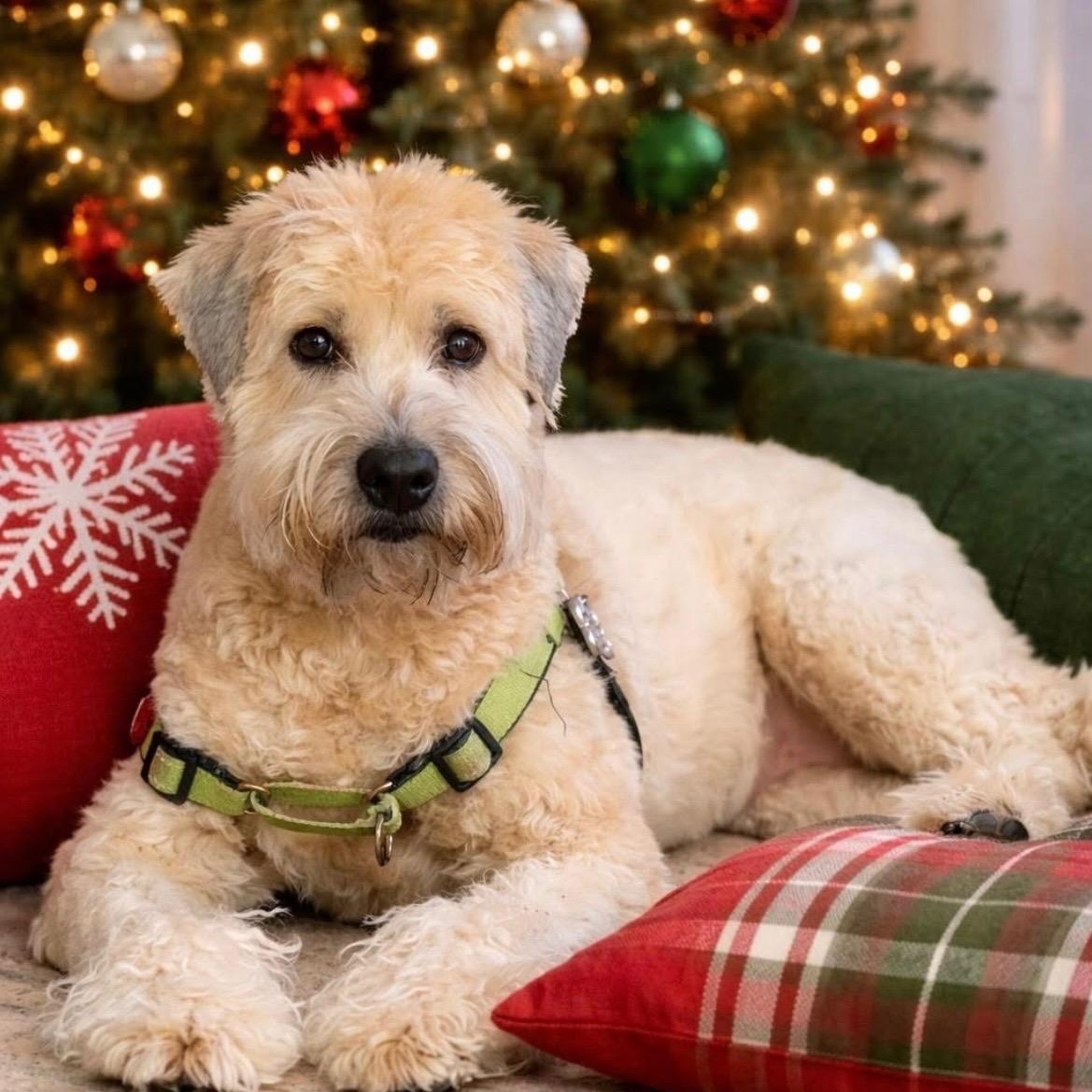 Willow, Adoptable, Senior Female Wheaten Terrier.
