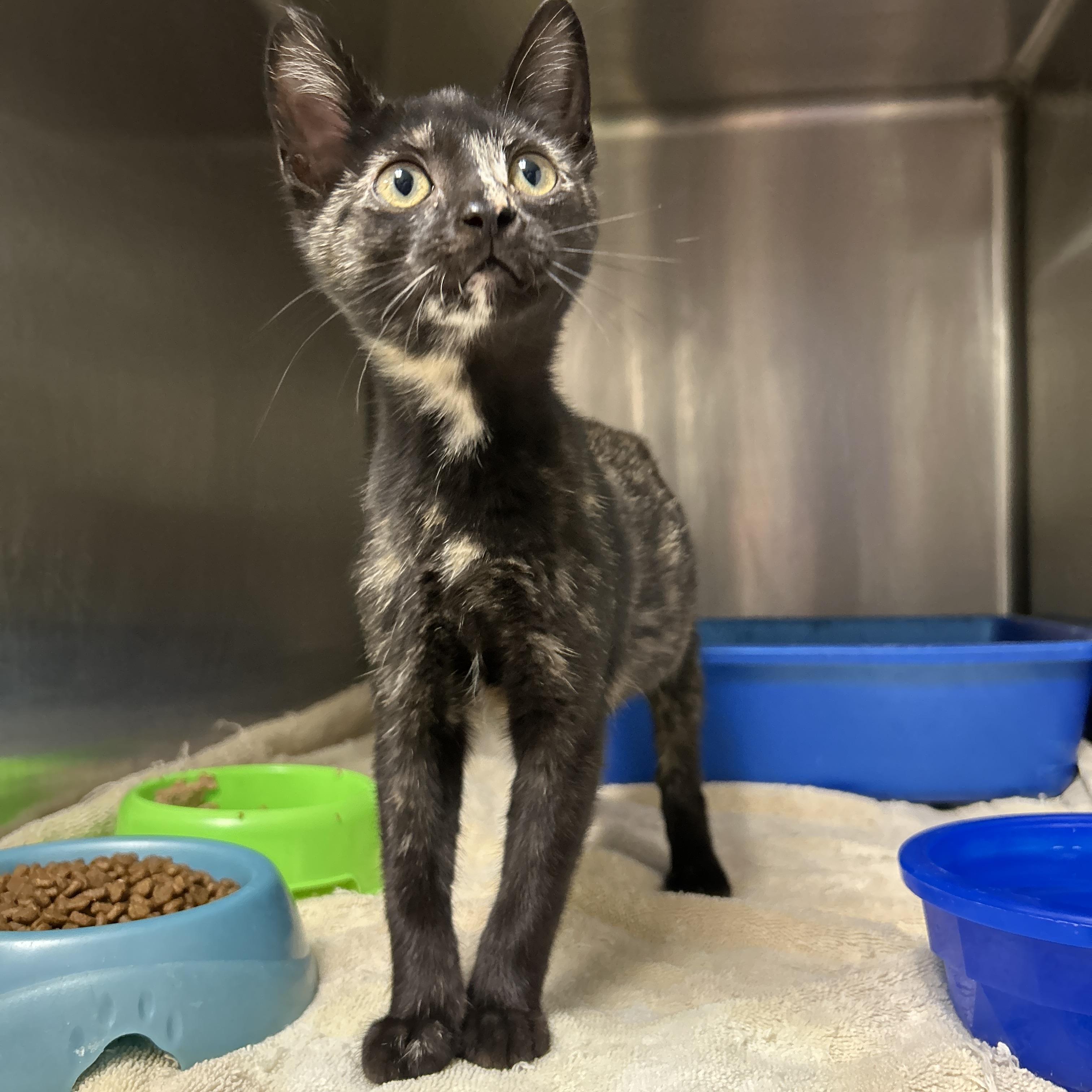 Summer Lovin', Adoptable, Kitten Female Tortoiseshell.