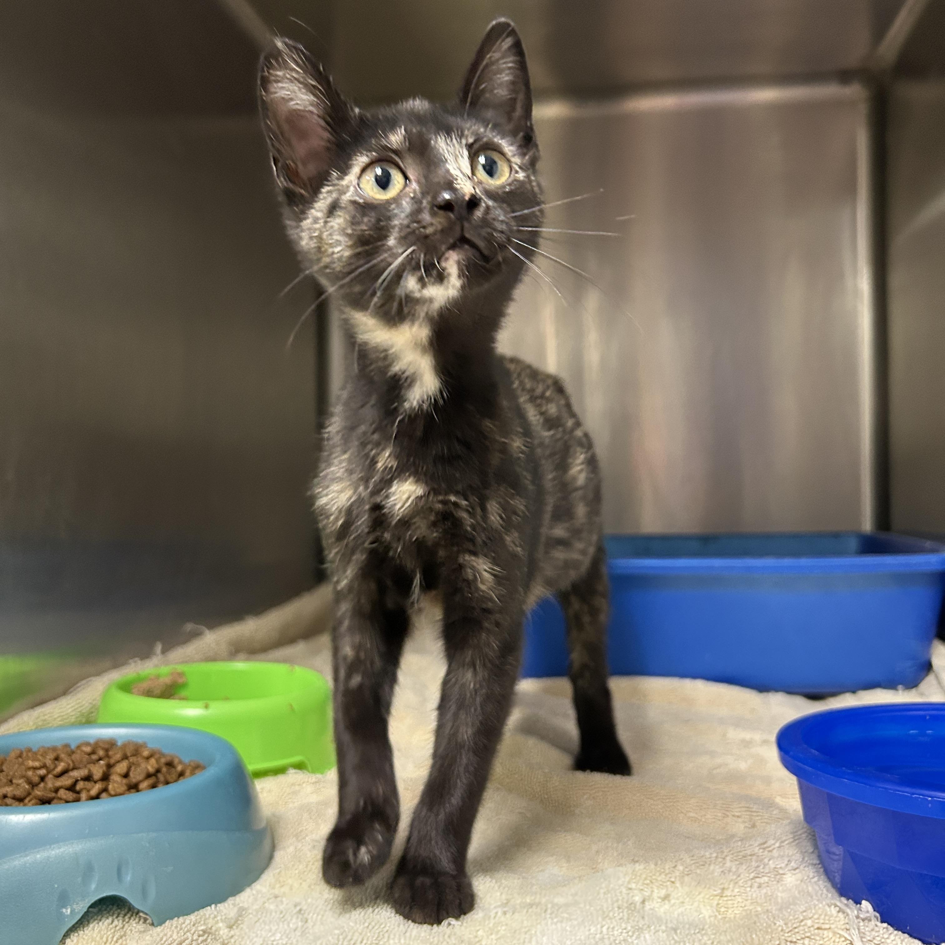 Enlarge Summer Lovin', a Adoptable Tortoiseshell in La Grange Park, IL image 2/5