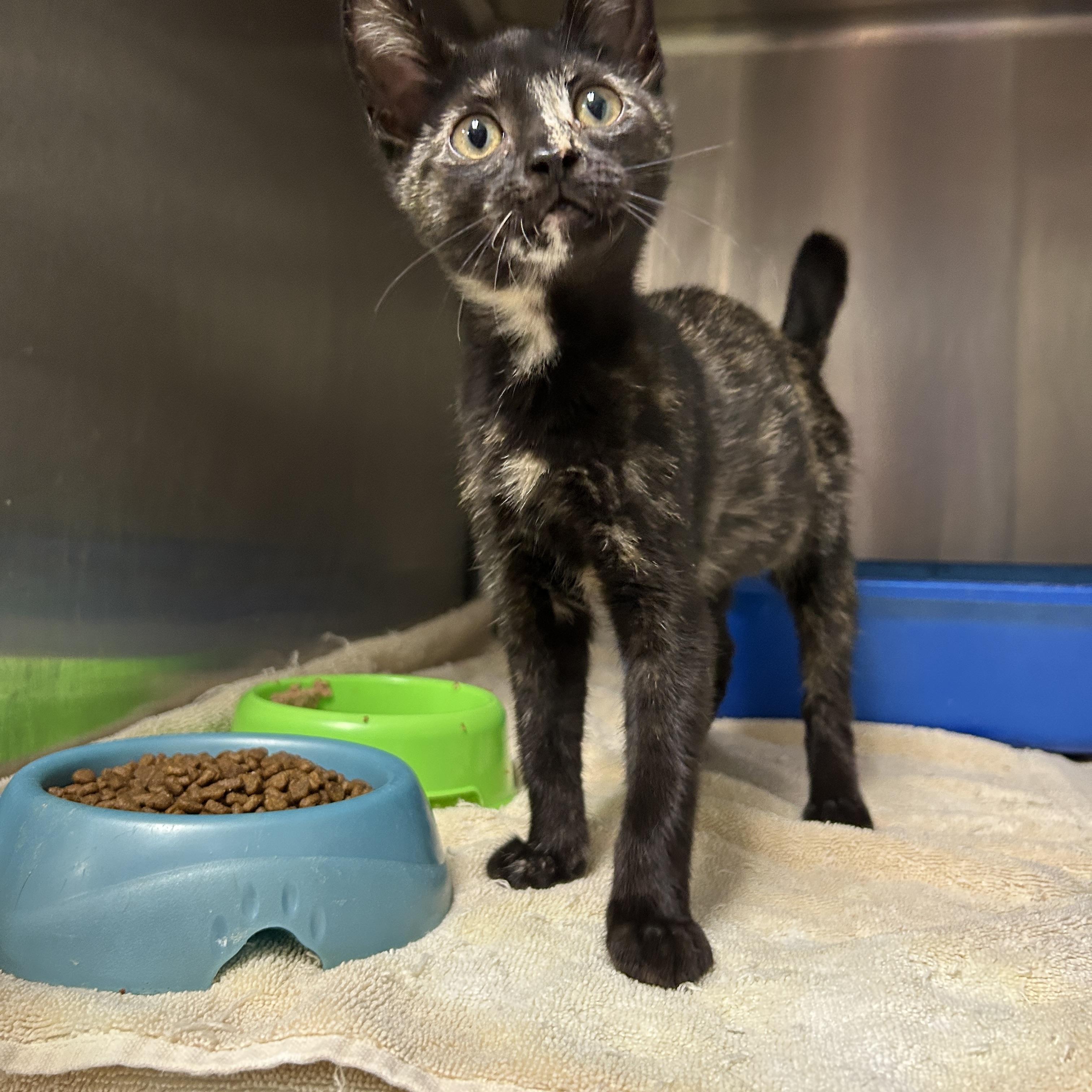 Enlarge Summer Lovin', a Adoptable Tortoiseshell in La Grange Park, IL image 5/5